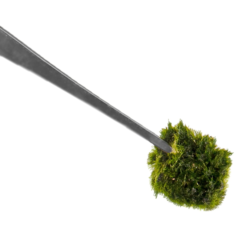 pęseta prosta3.jpg